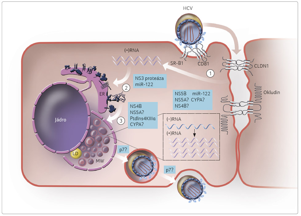 PravděpoOBR. 2 replikační cyklus hCV; podle [3] – keating, 2016. hCV cirkuluje v krevním oběhu hostitele jako částice asociovaná s lipidy, která vstupuje do hepatocytu způsobem označovaným jako receptory medio va ná endocytóza (1). nejdůležitějším faktorem vstupu hCV do buňky je protein Cd81. Vlastní replikace virové rna probíhá v cytoplazmě infi kované buňky ve struktuře označované jako membránová síť (2). Funkcí sítě je koncentrace nezbytných proteinů pro replikaci a ochrana před vrozenou imunitou hostitele. uvolnění viru se děje konstitutivní sekrecí v těsné vazbě na syntézu Vldl (lipoprotein o velmi nízké hustotě) (3). Cd81 – antigen, lidský transmembránový protein (tetraspanin); Cldn1 – protein klaudin 1; Cypa – podrodina cytochromu P450; er – endoplazmatické retikulum; hCV – virus hepatitidy typu C; ld – laktátdehydrogenáza; mir‑122 – typ mikroRNa; MW – molekulární hmotnost; ns3, ns4B, ns5a, ns5B – regulační proteiny; p7 – protein obalující vlákna RNa; ptdins4kiiiα – fosfatidylinositol 4 kináza IIIα; rna – ribonukleová kyselina; sr‑B1 – scavengerový receptor třídy B1