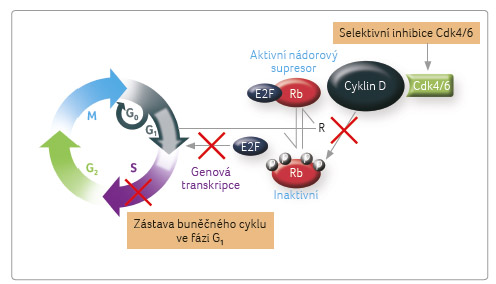OBR. 1 Mechanismus účinku palbociklibu; podle [13] – Vidula, et al., 2016. Fáze buněčného cyklu – první přípravná (G1), syntetická (S), druhá přípravná (G2), mitotická (m). Cdk – cyklin dependentní kináza; e2F – transkripční faktor; p – fosforylace, phosphorylation; R – bod zlomu, restriction point; rb – retinoblastomový