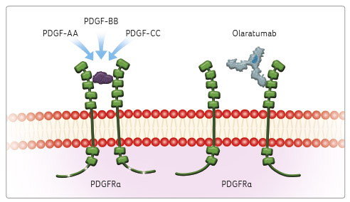 OBR. 2 Mechanismus účinku olaratumabu. pdGF‑AA, ‑BB, ‑CC – homodimery ligandů růstového faktoru odvozeného z trombocytů; pdGFrα – receptor alfa růstového faktoru odvozeného z trombocytů, platelet derived growth factor receptor alpha
