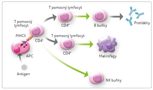 obr. 1 rozvoj imunitní odpovědi po interakci mezi ApC a T lymfocyty; podle commons.wikimedia. org. ApC – antigen prezentující buňky, antigen presenting cells; Cd4+ – podskupina T pomocných lymfocytů; MhC – hlavní histokompatibilní komplex, major histocompatibility complex; MhCii – molekuly mHC ii. třídy
