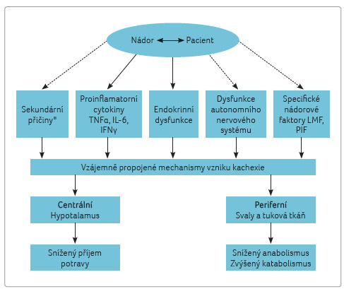 OBR. 1 komplexní patofyziologie syndromu nádorové anorexie a kachexie; podle [4] − del Fabbro, et al., 2014. iFnγ – interferon gama; il‑6 – interleukin 6; lMF – lipidy mobilizující faktor; piF – proteolýzu indukující faktor; TnFα – tumor nekrotizující faktor alfa * Snížená chuť k jídlu, nauzea, časná sytost a dysgeuzie.