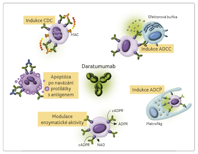 Mechanismus účinku daratumumabu; podle [7] – van de Donk, et al., 2011. ADCC – protilátkou zprostředkovaná cytotoxicita, antibody‑dependent cell‑mediated cytotoxicity; ADCp – protilátkou indukovaná buněčná fagocytóza, antibody‑dependent cellular phagocytosis; ADpr – adenosindifosfátribóza; C1q – protein, složka komplementu; cADpr – cyklická adenosindifosfátribóza; CDC – na komplementu závislá cytotoxicita, complement‑dependent cytotoxicity; MAC – komplex atakující membránu, membrane attack complex; NAD – nikotinamidadenindinukleotid