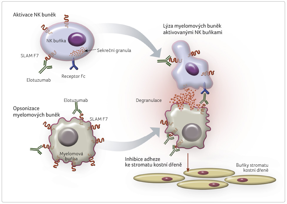 Mechanismus účinku elotuzumabu; volně podle https://www.emplicitihcp.com/mechanism‑of‑action. SLAM F7 – signaling lymphocytic activation molecule F7