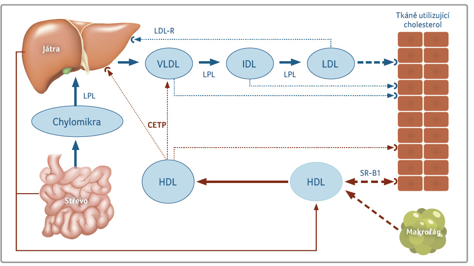 Mechanismus inhibice CETp – snížení přesunu esterů cholesterolu z HDl do aterogenních lipidů, tkání a do jater. Transportér CETP urychluje přesun esterů cholesterolu z HDL do aterogenních lipidů, jater a tkání. Zpomalení odsunu esterů cholesterolu z HDL vede ke zvýšení koncentrace cholesterolu v těchto částicích (zvýšení koncentrace HDL‑C). CETp – cholesteryl ester transfer protein; HDl – lipoprotein o vysoké hustotě, high‑density lipoprotein; HDl‑C – HDL cholesterol; iDl – lipoprotein o střední hustotě, intermediate‑density lipoprotein; lDl – lipoprotein o nízké hustotě, low‑density lipoprotein; lDl‑r – receptor pro LDL; lpl – lipoproteinová lipáza; Sr‑B1 – scavengerový receptor B1; vlDl – lipoprotein o velmi nízké hustotě, very‑low density lipoprotein