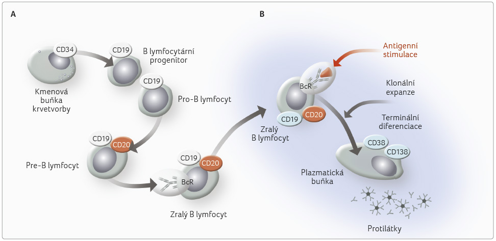 OBR. 1 diferenciace B lymfocytů, změny membránové výbavy – vývoj B lymfocytu nezávislý na antigenu (A) a vývoj B lymfocytu po stimulaci antigenem (B). Bcr – B buněčný receptor; Cd – diferenciační skupina, označení pro skupinu molekul na buňkách, které mají na povrchu stejnou antigenní determinantu