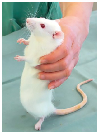 OBR. 1 Výrazná svalová ztuhlost u potkana po intramuskulárním podání carfentanilu v dávce 5 μg/kg (z archivu autora).