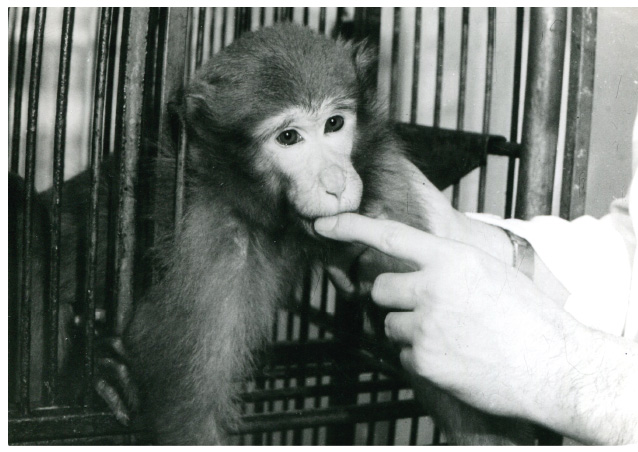 OBR. 3 Imobilizace makaka rhesus (Macaca mulatta) carfentanilem podaným intramuskulárně v dávce 2 μg/kg; patrná úplná ztráta agresivního chování (z archivu autora).