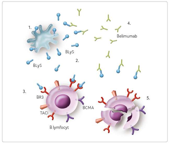 OBR. 3 schematické znázornění mechanismu účinku belimumabu; převzato z remedia 3/2014. 1. Prezentace antigenu na periferii a aktivace monocytů vede k uvolnění BlyS. 2. BlyS je za účasti dalších zánětlivých cytokinů (il‑2, iFNγ, tNFα) štěpen na solubilní proteinovou část. 3. Na povrchu B lymfocytů je solubilní BlyS vázán třemi druhy buněčných receptorů – BR3, taCi a BCMa –, z nichž nejsilnější vazbu má receptor BR3. BlyS působí jako silný aktivátor B lymfocytů. Zvýšené koncentrace BlyS přispívají k abnormálnímu vývoji B lymfocytů. 4. Belimumab vytváří komplexy se solubilní formou BlyS. 5. inhibice vazby BlyS na buněčné receptory vede k supresi, snížení diferenciace, aktivace a přežívání B lymfocytů. Belimumab inhibuje přežití B lymfocytů, včetně autoreaktivních B lymfocytů, a snižuje diferenciaci B lymfocytů na plazmatické buňky produkující imunoglobuliny. Blys – stimulátor B lymfocytů, soluble B lymphocyte stimulator; Br3 – BlyS receptor 3; TACi – transmem brá no vý aktivátor s modulátorem vápníku a cyklofi lin ligand interaktor, transmembrane activator and calcium modulator and cyclophilin ligand interactor; BCMA – antigen maturace B lymfocytů, B‑cell maturation antigen