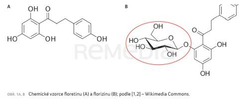 Inhibitory SGLT (1. část) – selektivita působení a farmakodynamické účinky