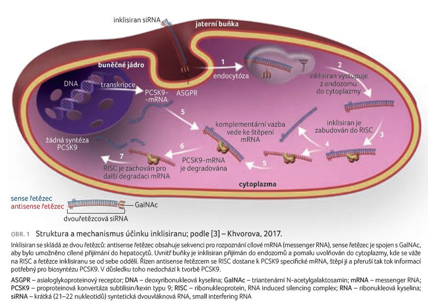 Obr. 1 Struktura a mechanismus účinku inklisiranu; podle [3] – Khvorova, 2017.