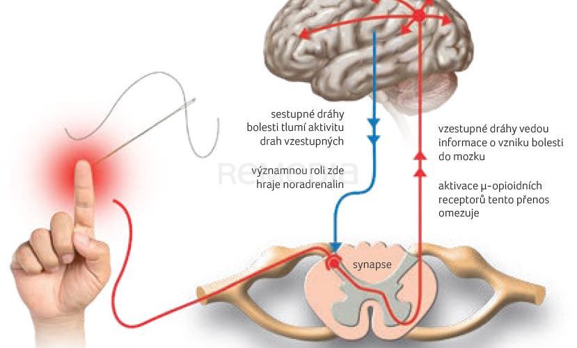 Tapentadol hydrochlorid – inovativní atypický opioid s unikátním mechanismem účinku