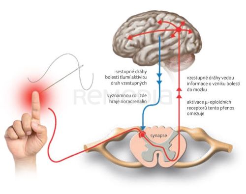 Tapentadol hydrochlorid – inovativní atypický opioid s unikátním mechanismem účinku