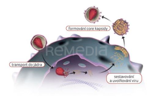 Lenakapavir – první inhibitor virové kapsidy HIV-1