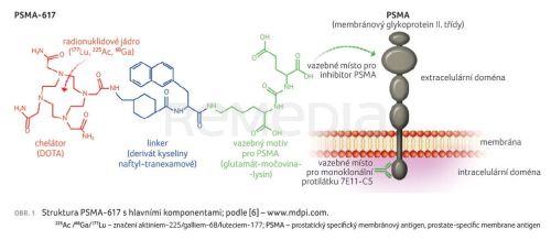 Lutecium vipivotid tetraxetan – nové možnosti v terapii karcinomu prostaty