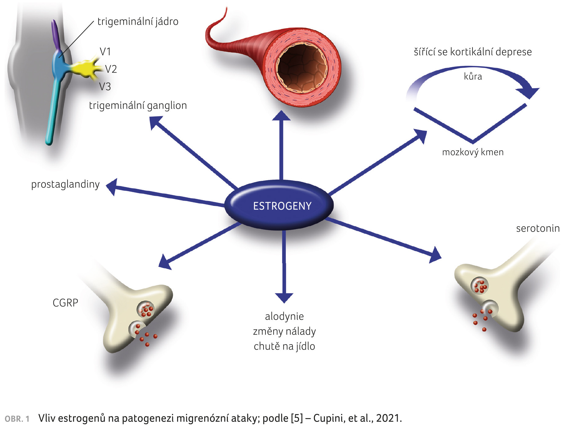 OBR. 1 Vliv estrogenů na patogenezi migrenózní ataky; podle [5] – Cupini, et al., 2021