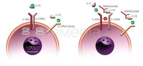 Lebrikizumab