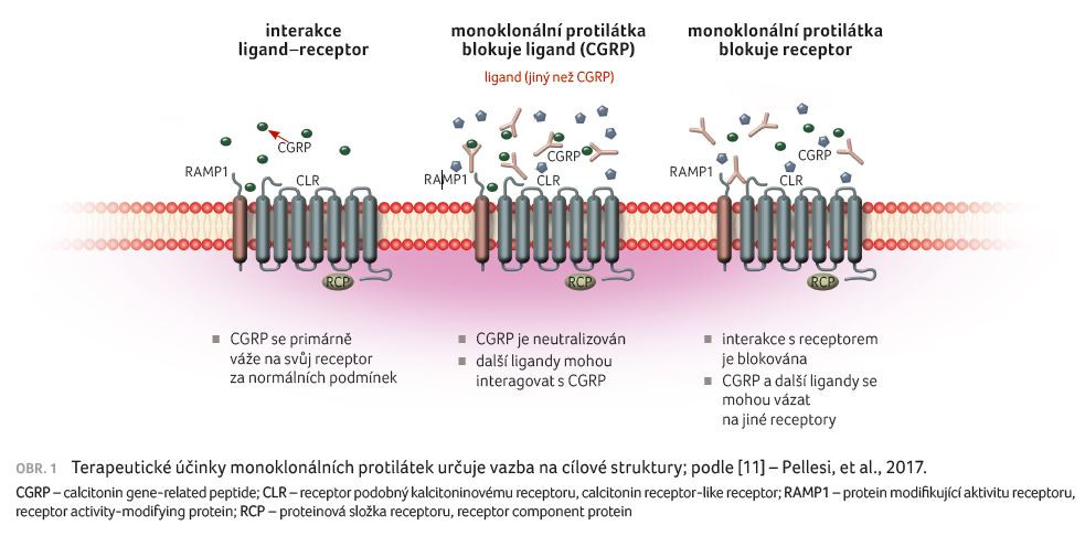 OBR. 1 Terapeutické účinky monoklonálních protilátek určuje vazba na cílové struktury; podle [11] – Pellesi, et al., 2017.