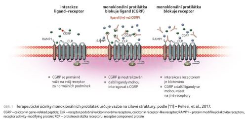 Profylaxe migrény anti CGRP protilátkami