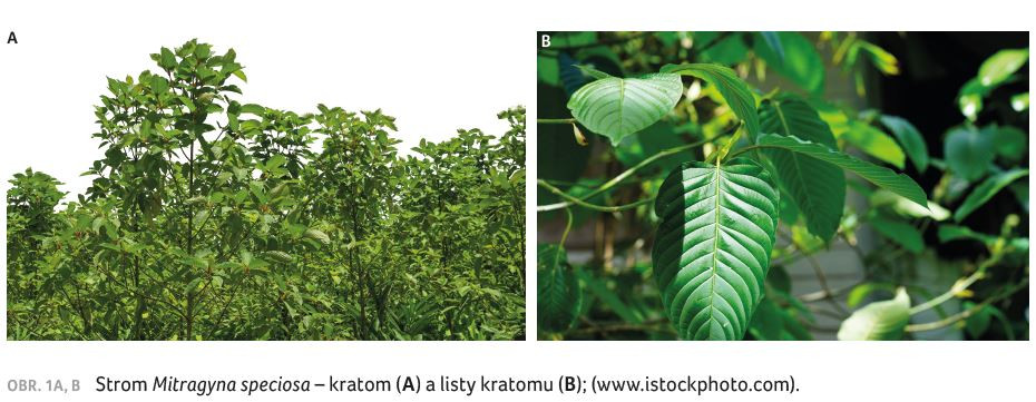 OBR. 1A, B Strom Mitragyna speciosa – kratom (A) a listy kratomu (B); (www.istockphoto.com).
