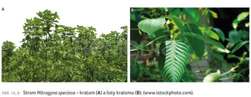 Kratom – droga, nebo lék?