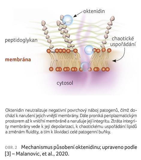 OBR. 2 Mechanismus působení oktenidinu; upraveno podle [3] – Malanovic, et al., 2020.