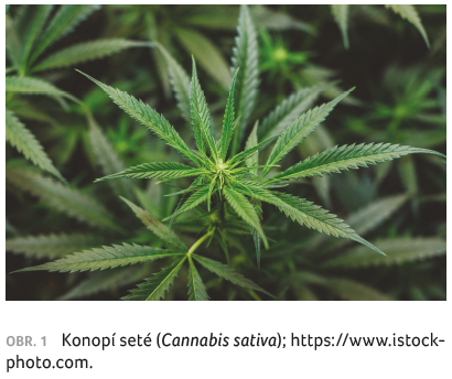 OBR. 1 Konopí seté (Cannabis sativa)