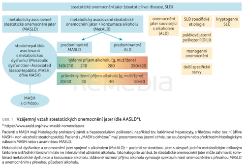 Tradiční hepatoprotektiva v terapii MASLD. Jaká je klinická evidence účinku?