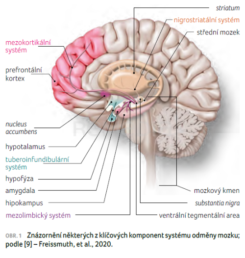 Alkohol a jeho vliv na sexuální chování