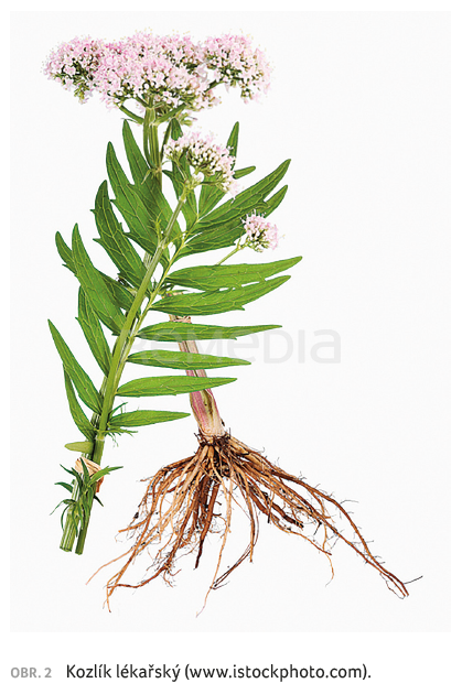 Rekreační požívání drog u zvířat