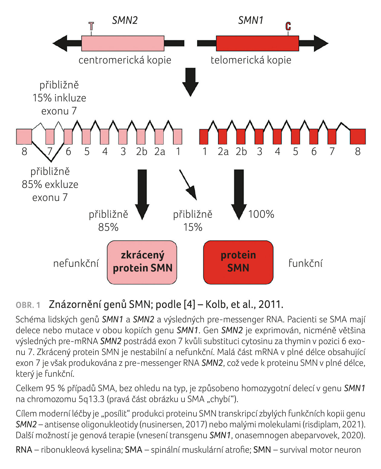 OBR. 1 Znázornění genů SMN; podle&nbsp;[4] – Kolb, et al., 2011.