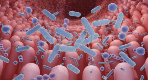 Střevní mikrobiota – její úloha ve fyziologických i patofyziologických metabolických procesech
