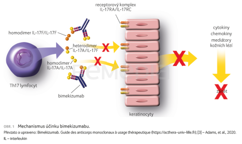 Bimekizumab – rychlá a účinná léčba psoriázy cílící na patofyziologii onemocnění